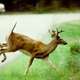 Illustration for article titled Deer Detecting Road Technology Being Tested In Colorado